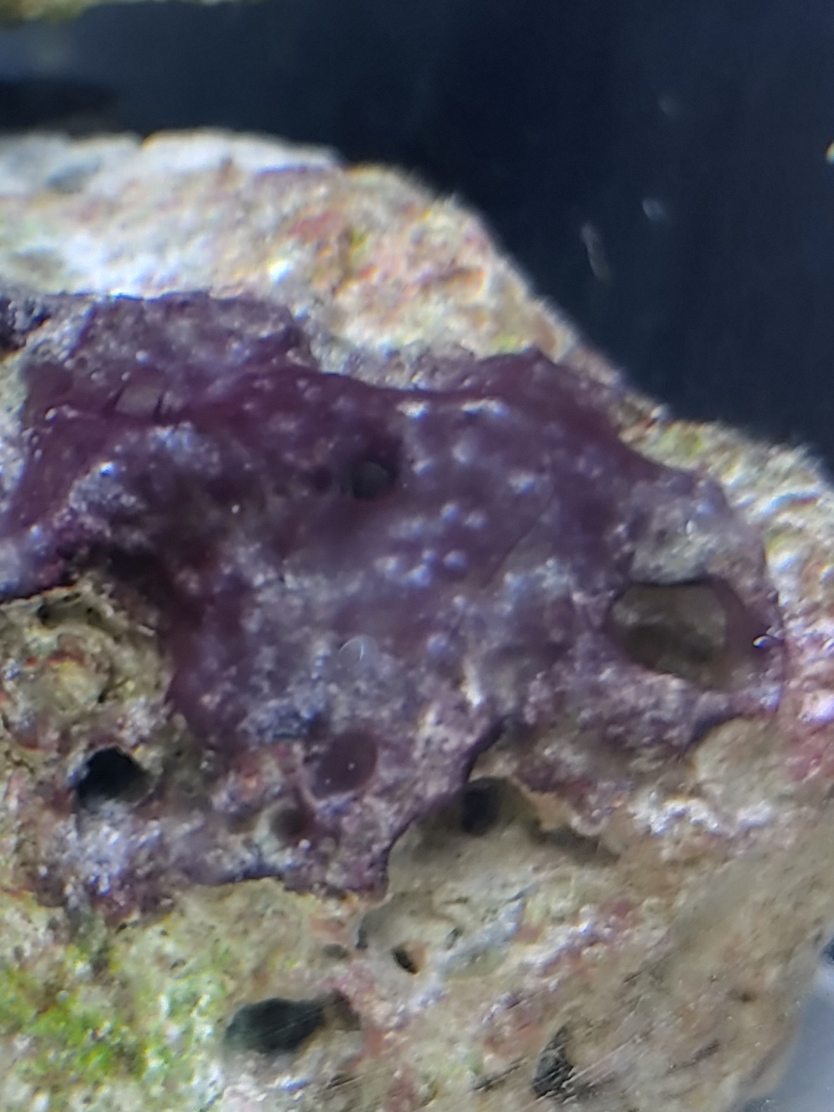 Black growing on live rock and sand | Saltwaterfish.com Forums for Fish ...
