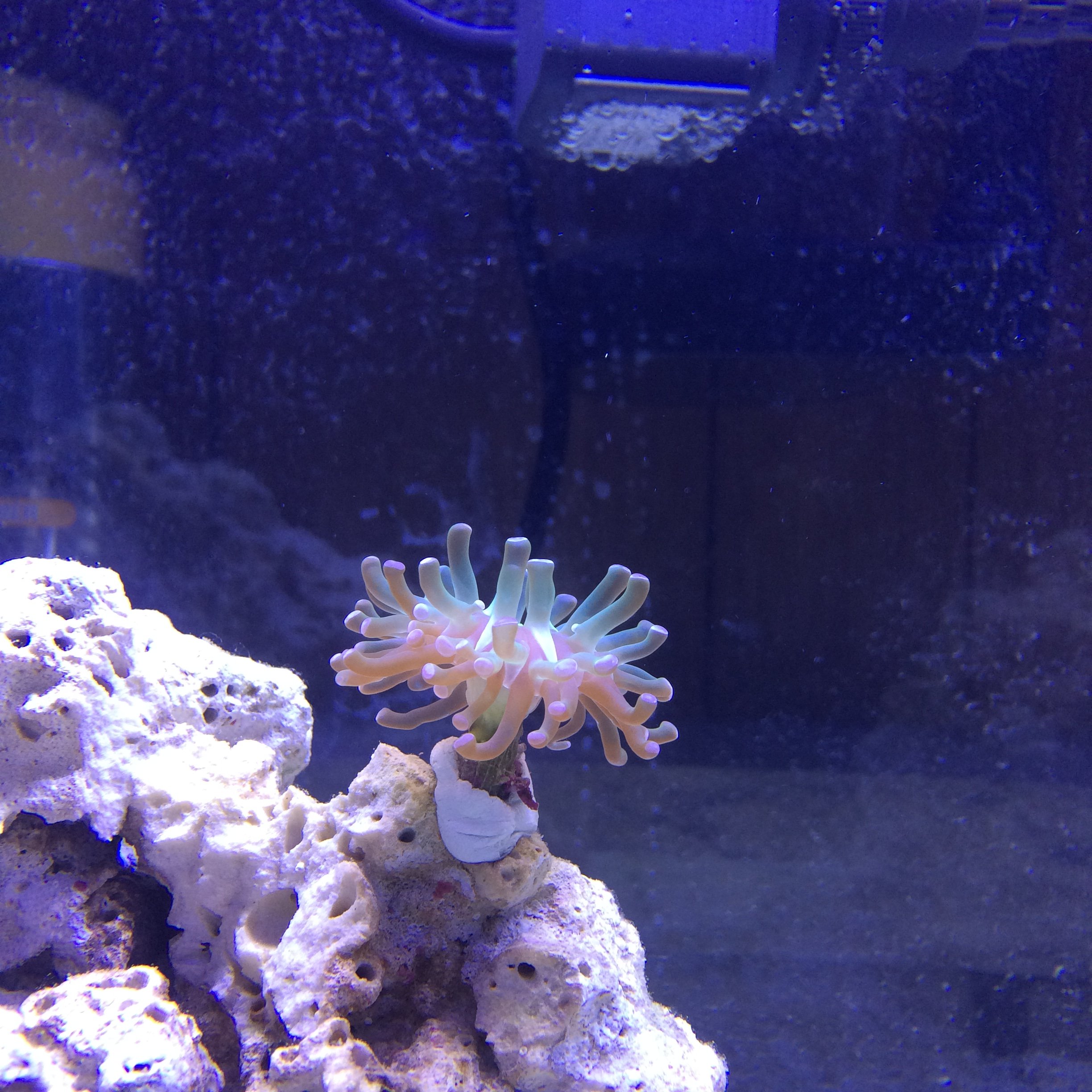 1-7-16 coral.JPG