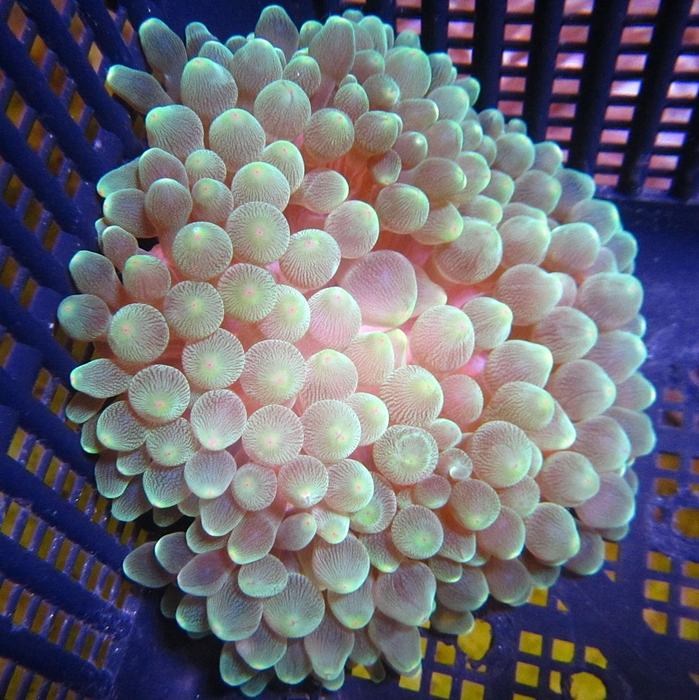 10886_green-bubble-tip-anemone-751_1.jpg