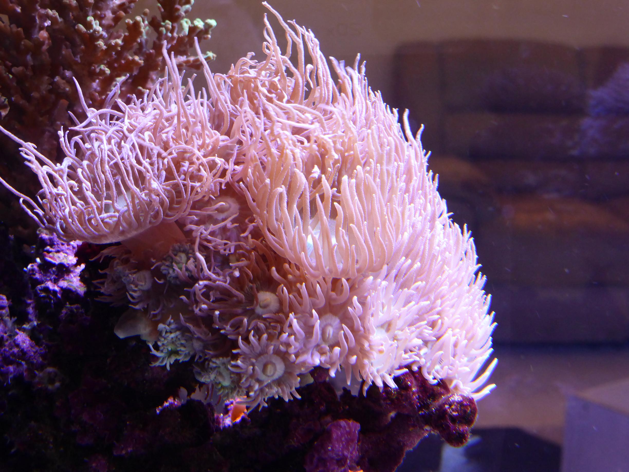 31.12.14 all corals in tank 027.JPG