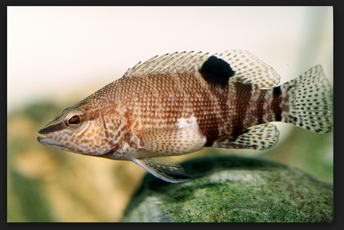 Belted sandfish.PNG