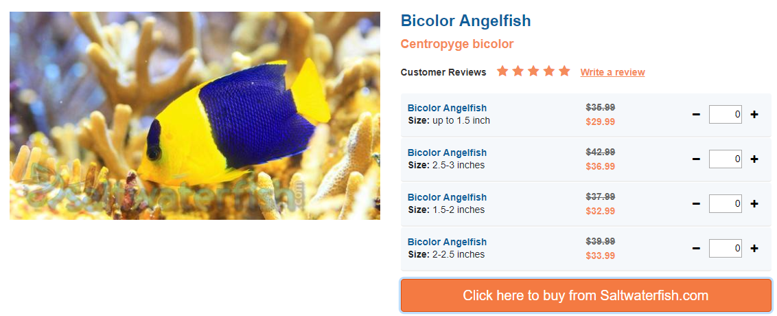 bicolor-angelfish.png