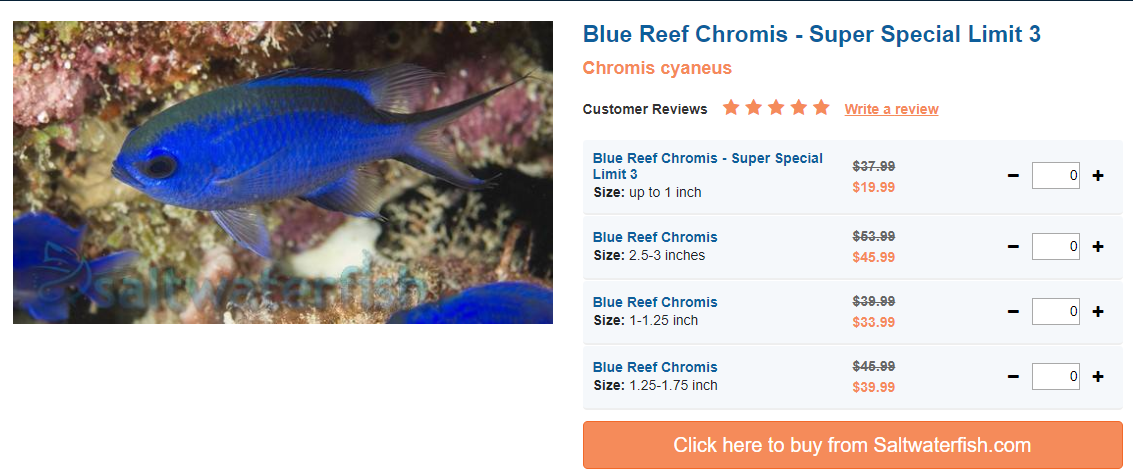 blue-reef-chromis-super-special.png
