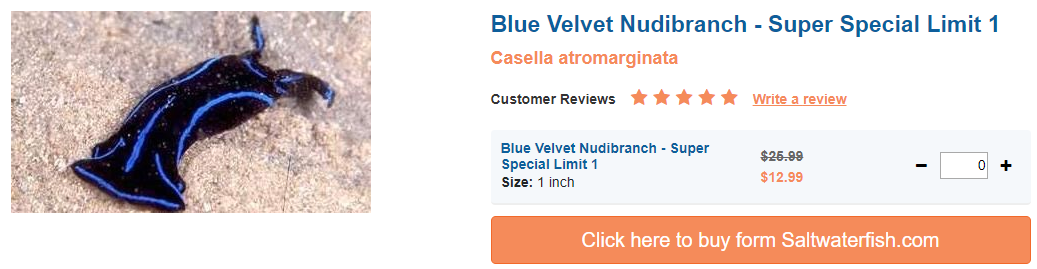 blue-velvet-nudibranch.png