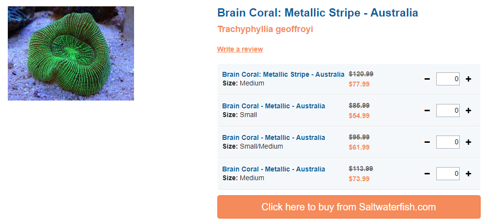 brain-coral-metallic-stripe.png