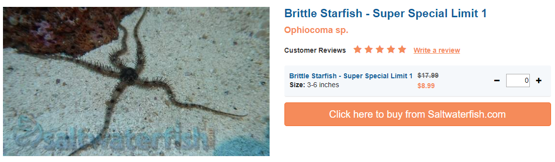 brittle-starfish-super.png