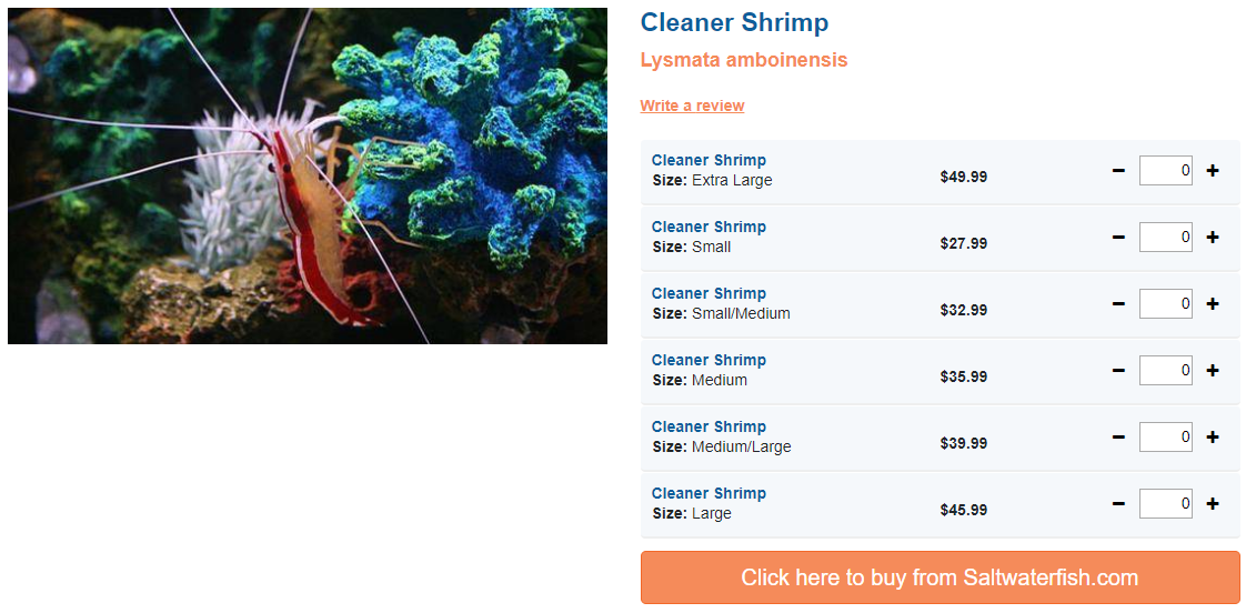cleaner-shrimp.png