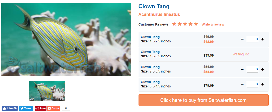 clown-tang.png