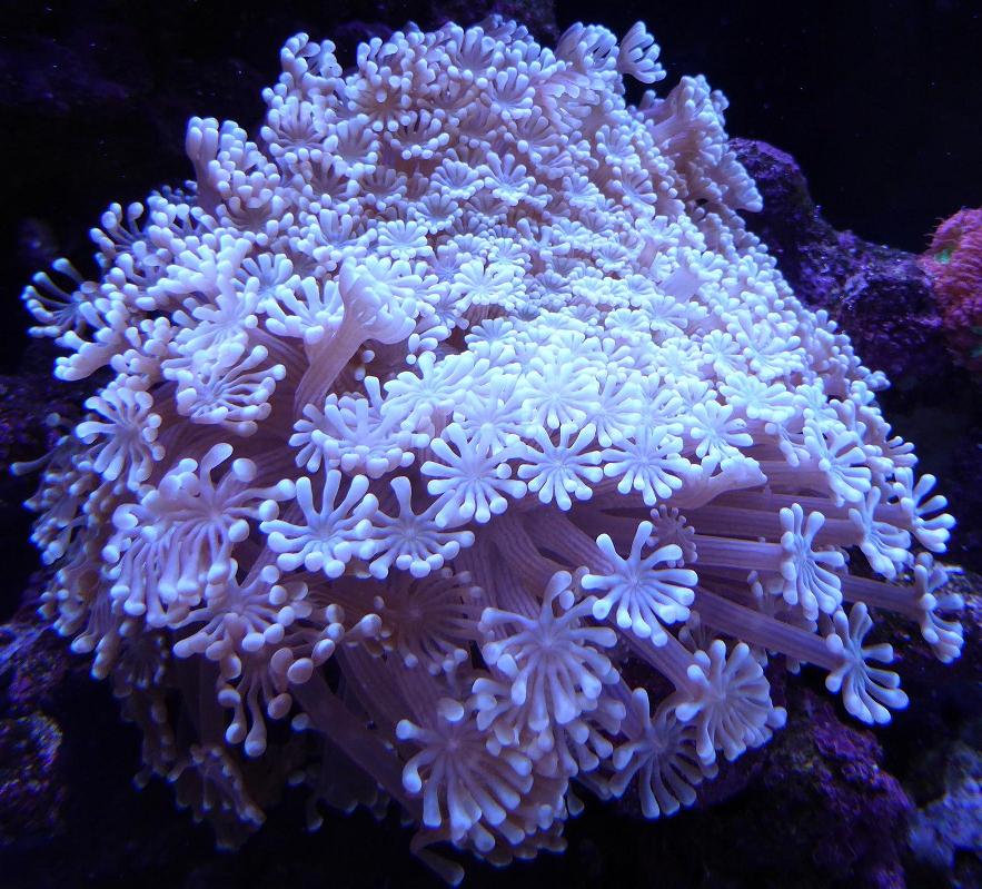 coral 1.JPG