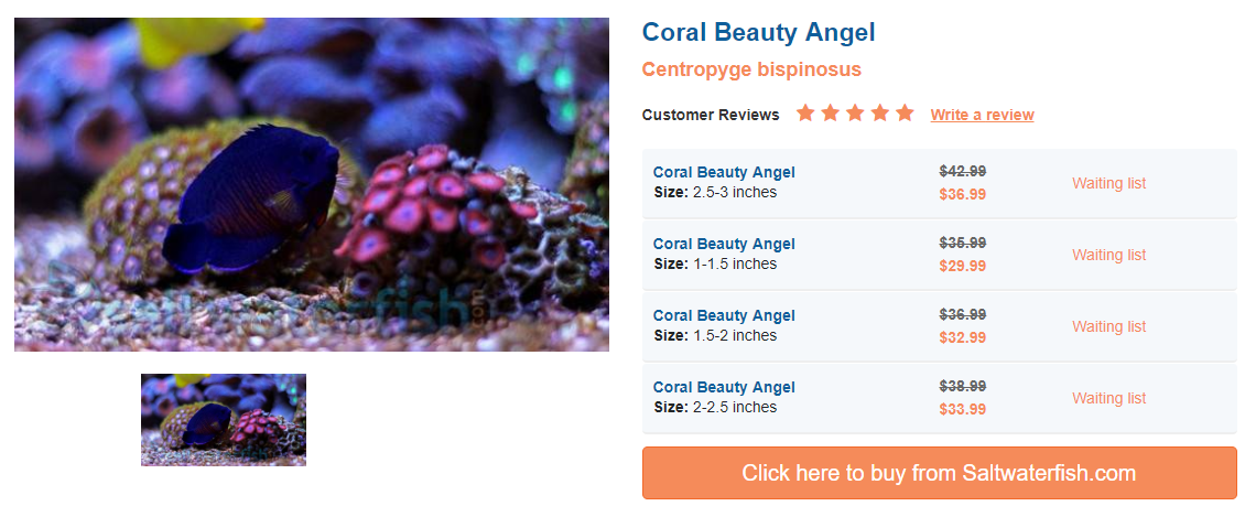coral-beauty-angel.png