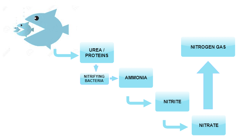 CYCLE CHART (1).png