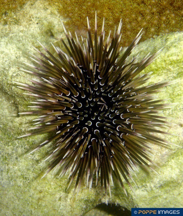 Echinometra Mathaei.jpg