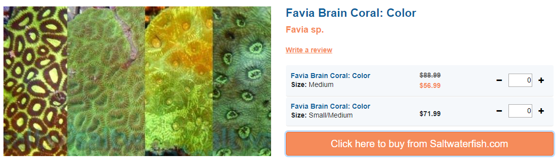 favia-brain-coral.png