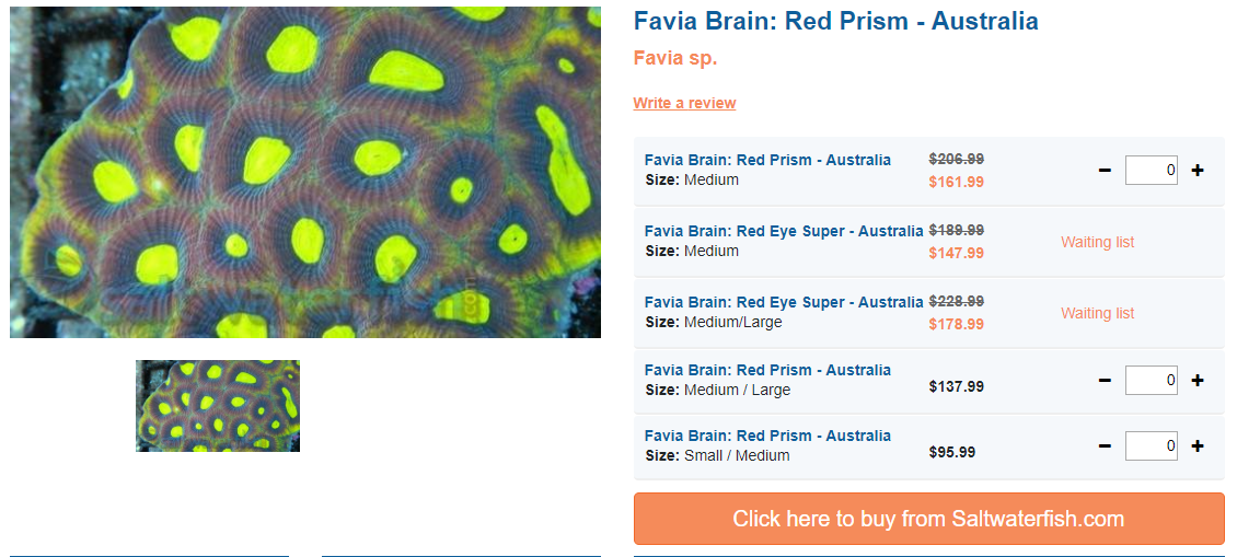 favia-brain-red-prism-australia-saltwaterfish.png