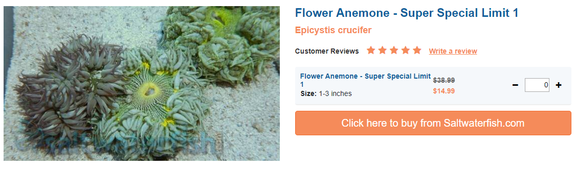 flower-anemone-super.png