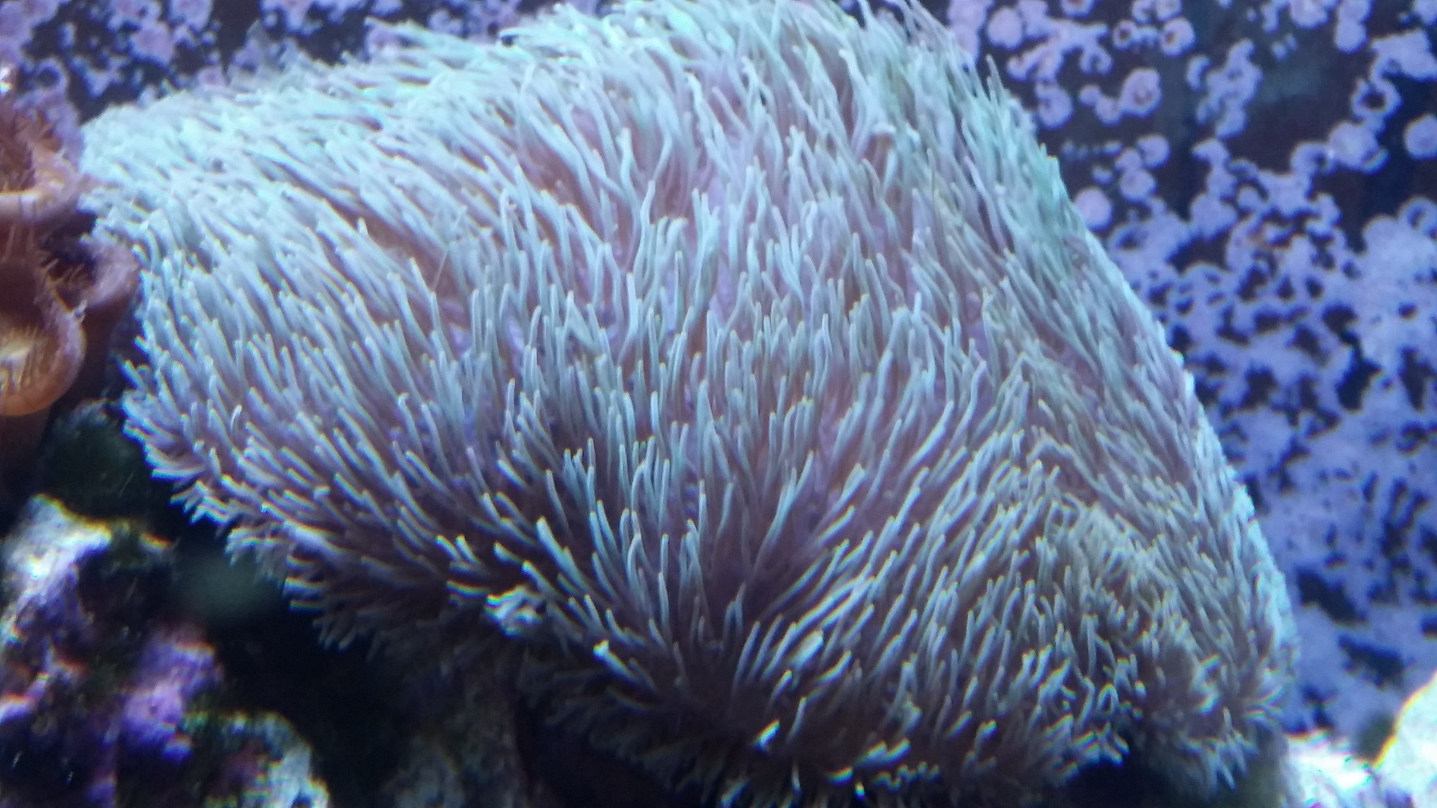 giant sea anemone.jpg