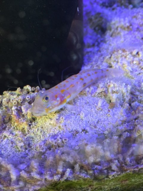 Goby.JPG