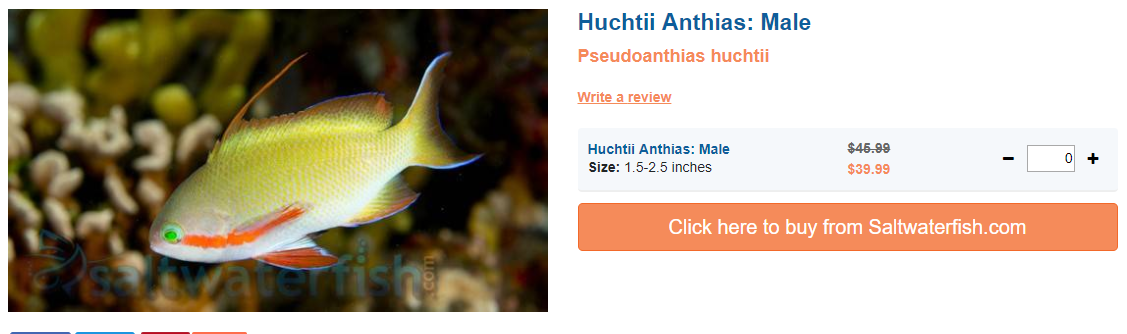 huchtii-anthias-male.png