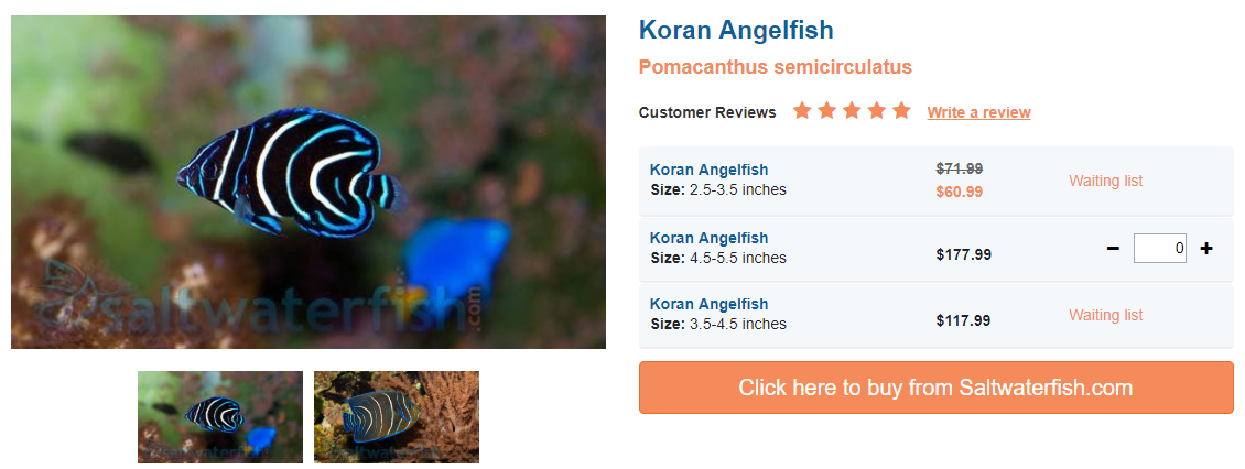 koran-angelfish.png