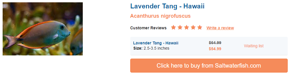 lavender-tang-hawaii.png