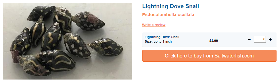 lighting-dove-snail.png