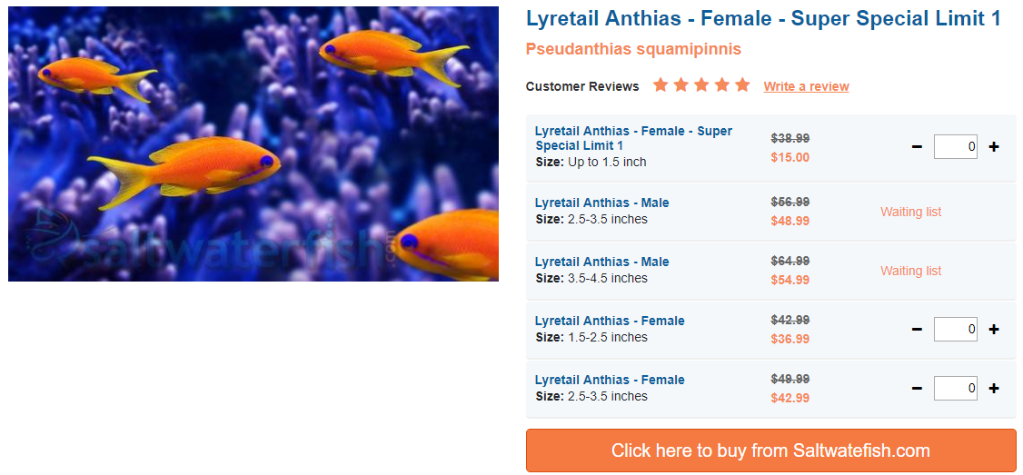 lyretail-anthias-female.png