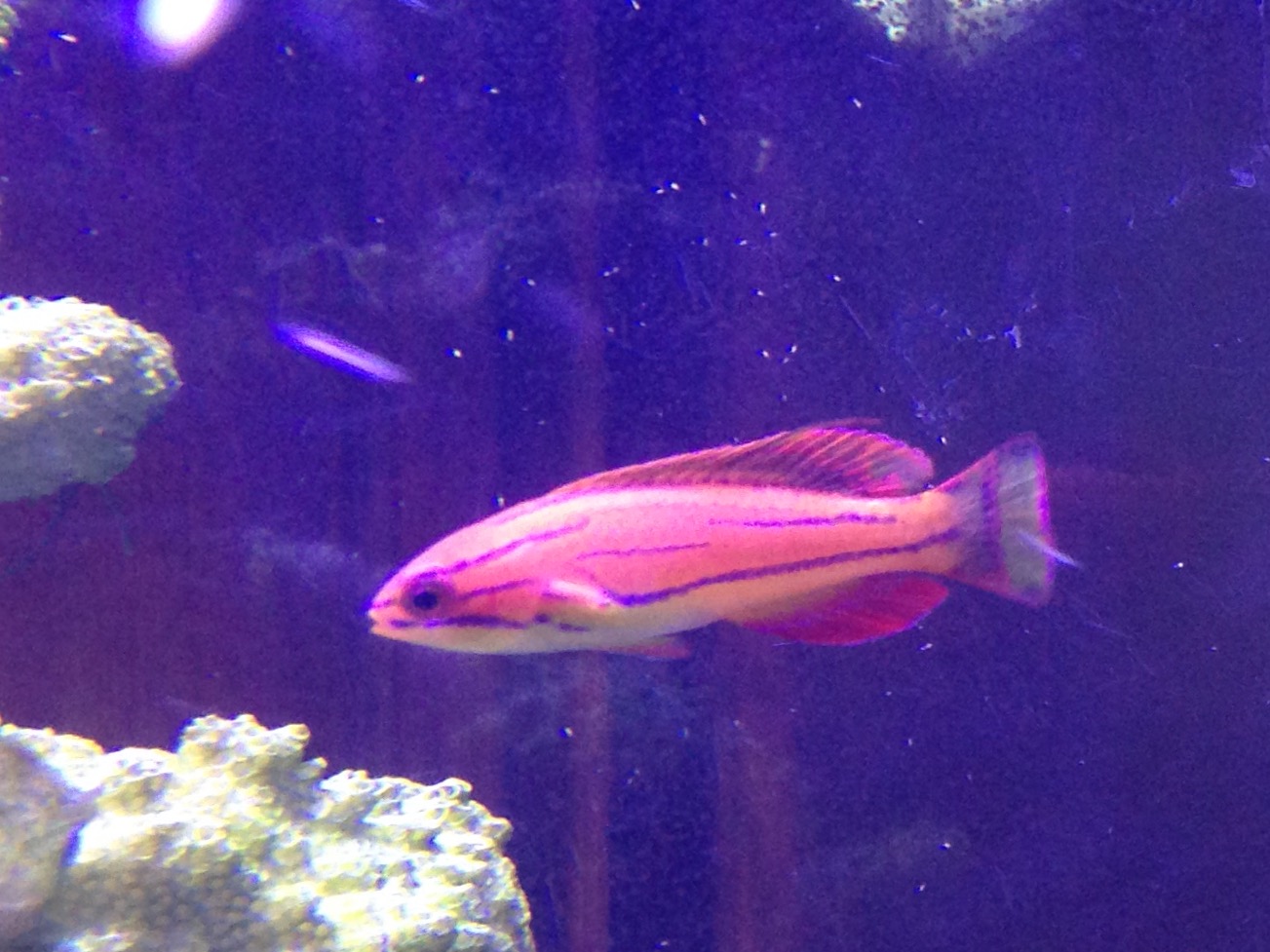 Mcclosker wrasse.jpg