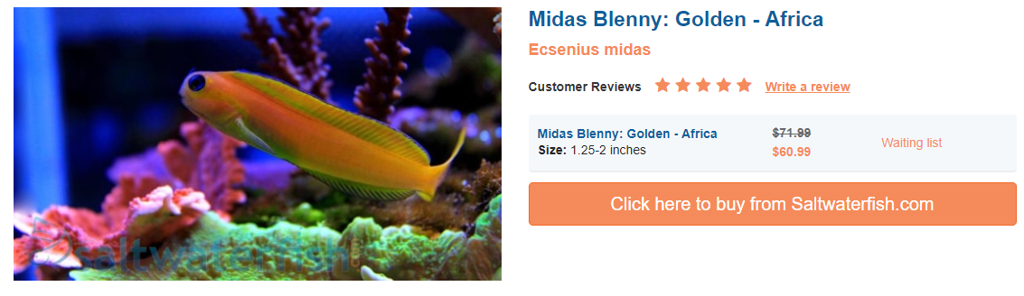 midas-blenny-golden-africa-saltwaterfish.png