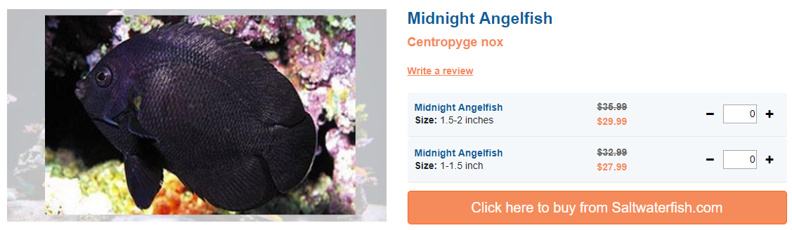 midnight-angelfish.png