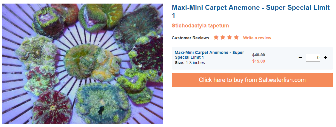 mini-carpet-anemone.png