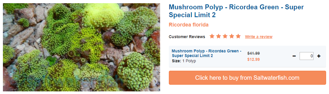 mushroom-polyp.png
