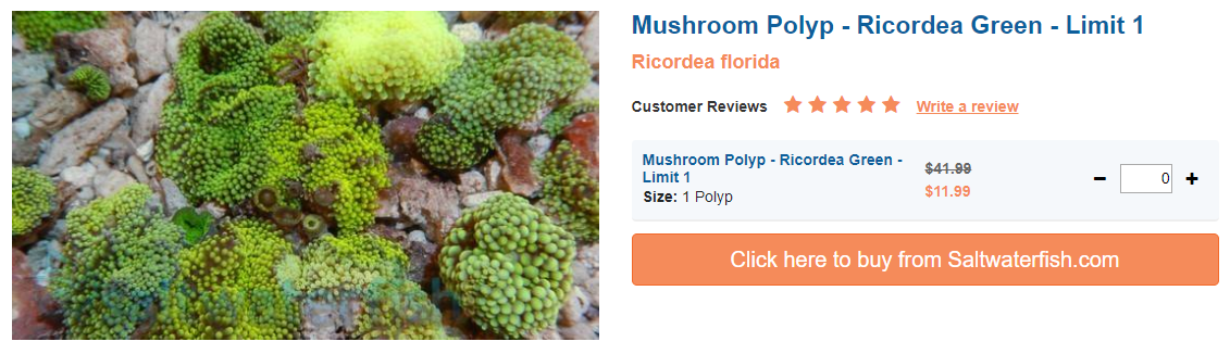 mushroom-polyp.png