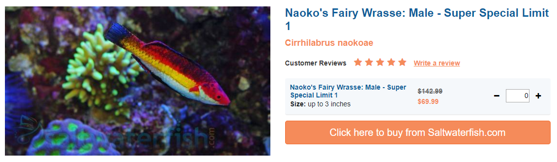 naoko's-fairy-wrasse.png