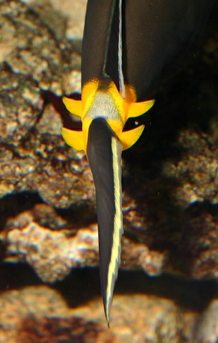 naso tang barb.jpg