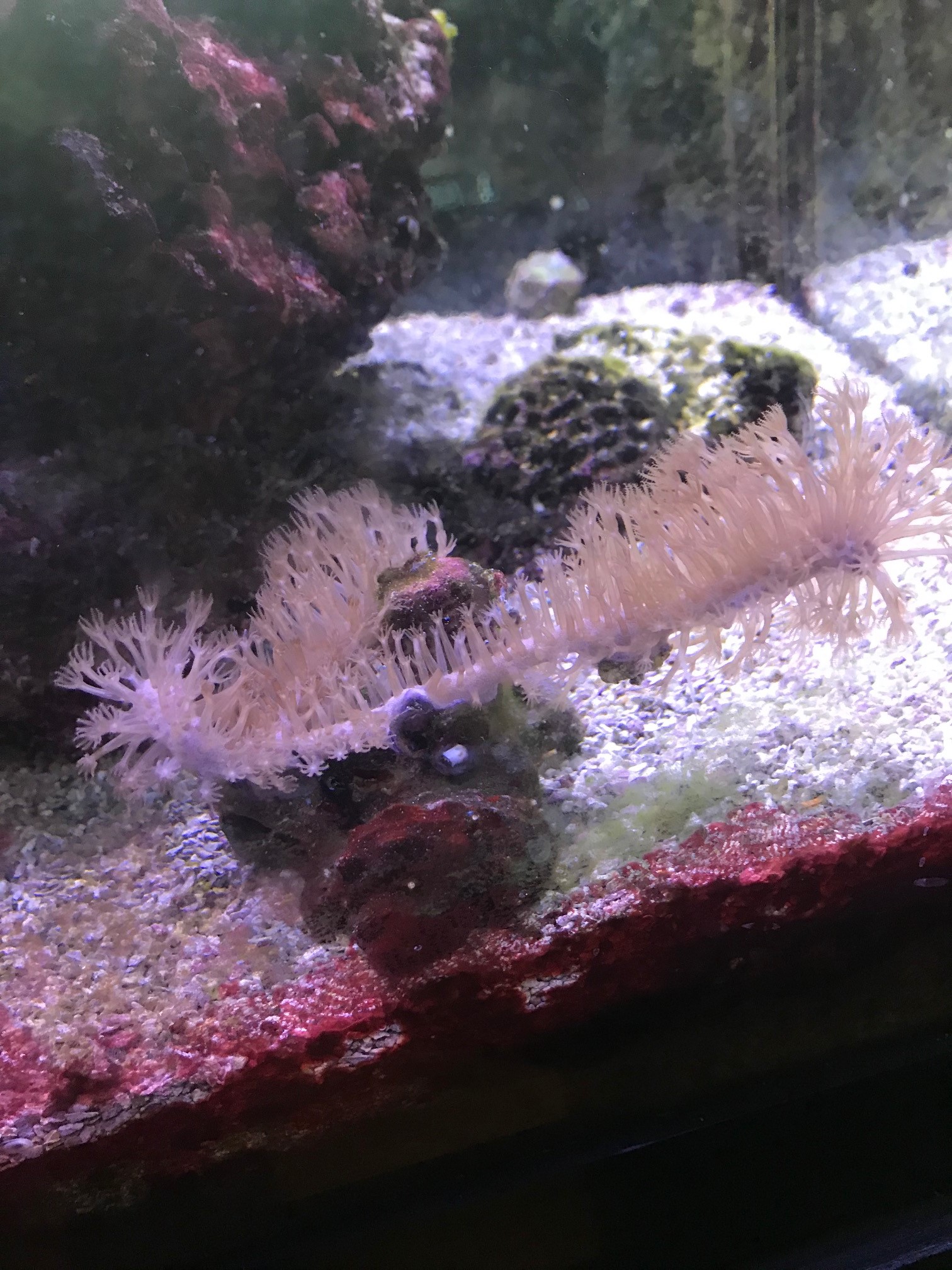 New Pink Coral.jpg