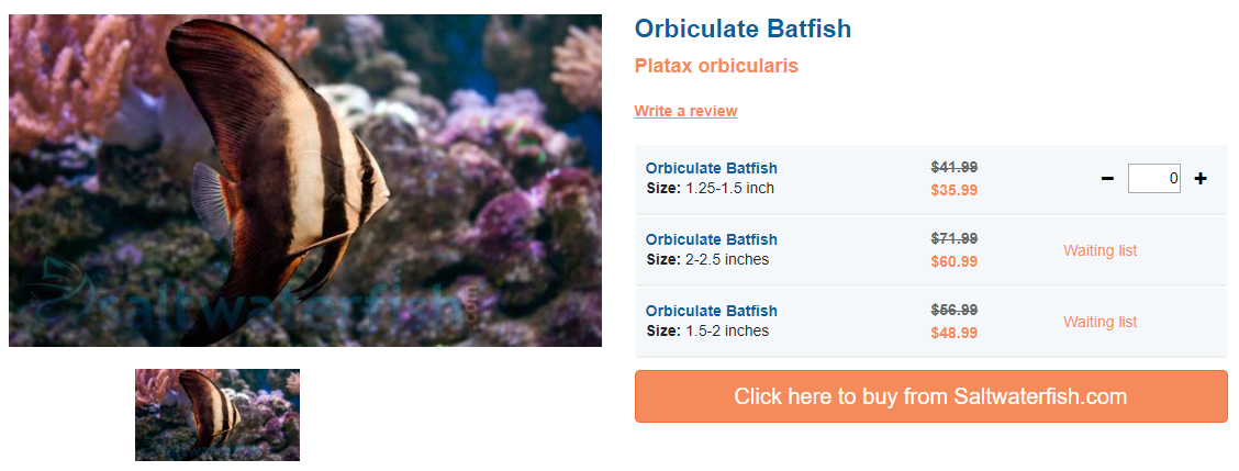 orbiculate-batfish.png