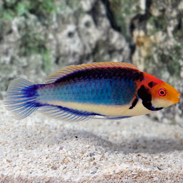 p82744RedHeadSolonFairyWrasse.jpg