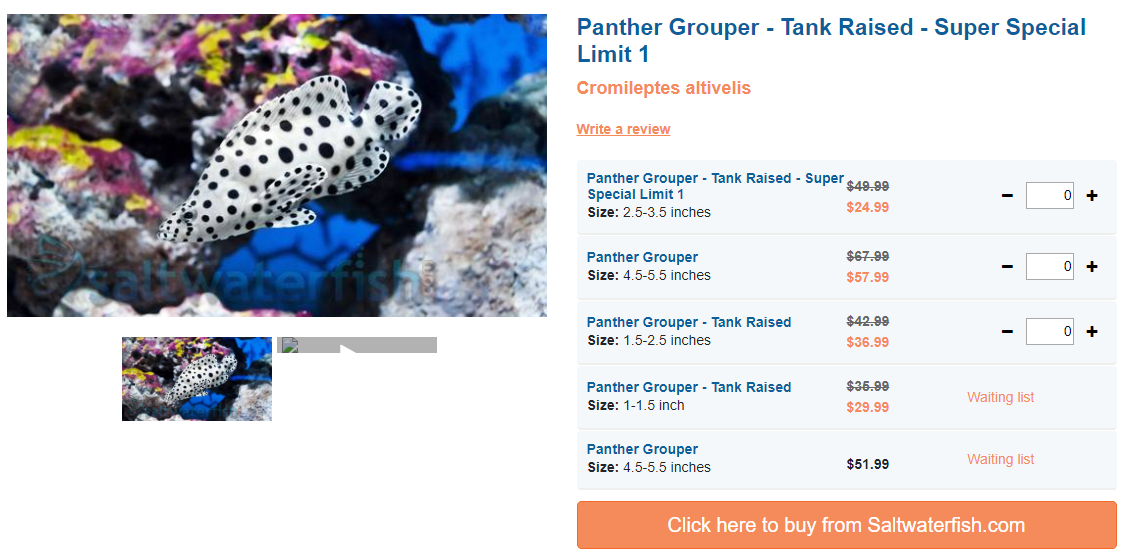 panther-grouper.png