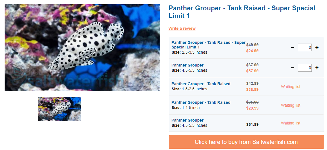 panther-grouper-tank-raised.png