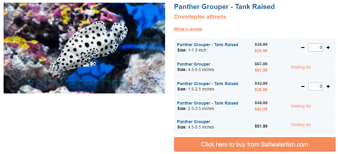 panther-grouper-tank-raised-saltwaterfish.png