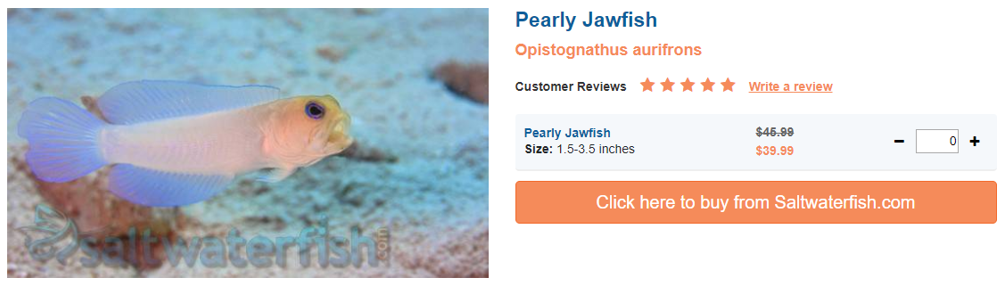 pearly-jawfish.png