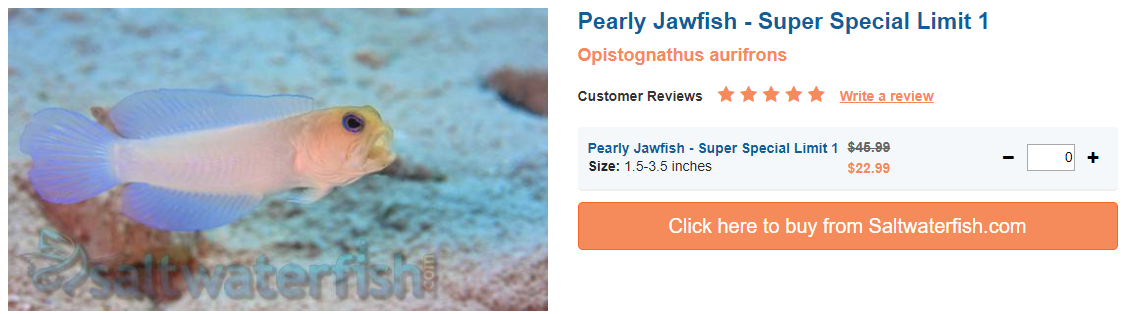 pearly-jawfish-super.png
