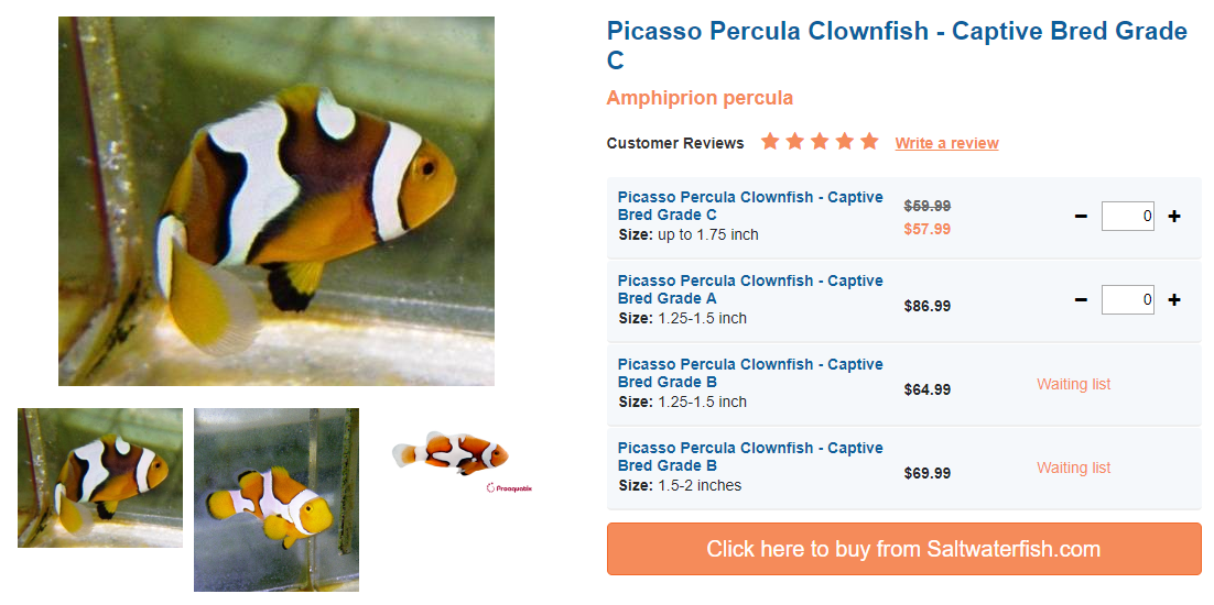 picasso-percula-clownfish.png