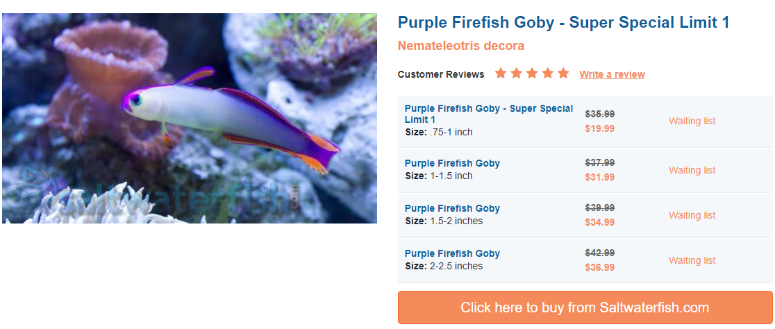 purple-firefish-goby.png