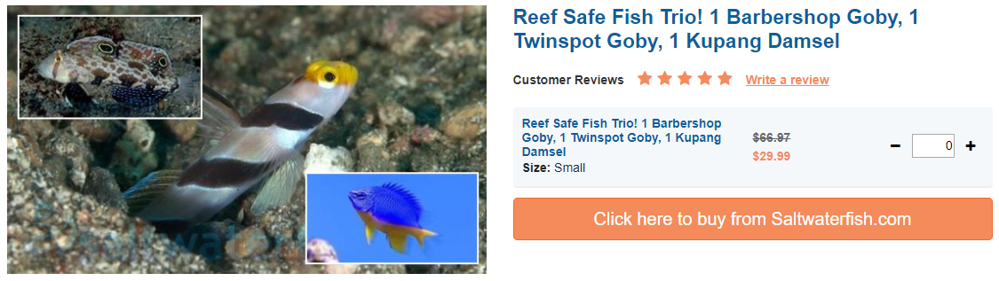 reef-safe-fish-trio.png