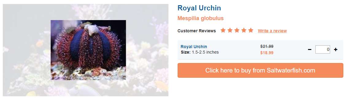 royal-urchin.png