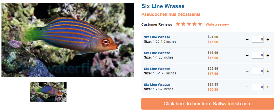 six-line-wrasse.png