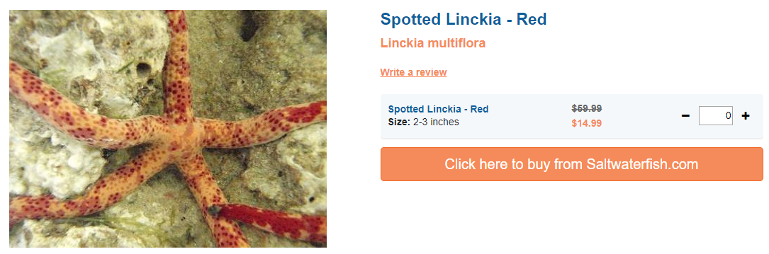 spotted-linckia-red.png