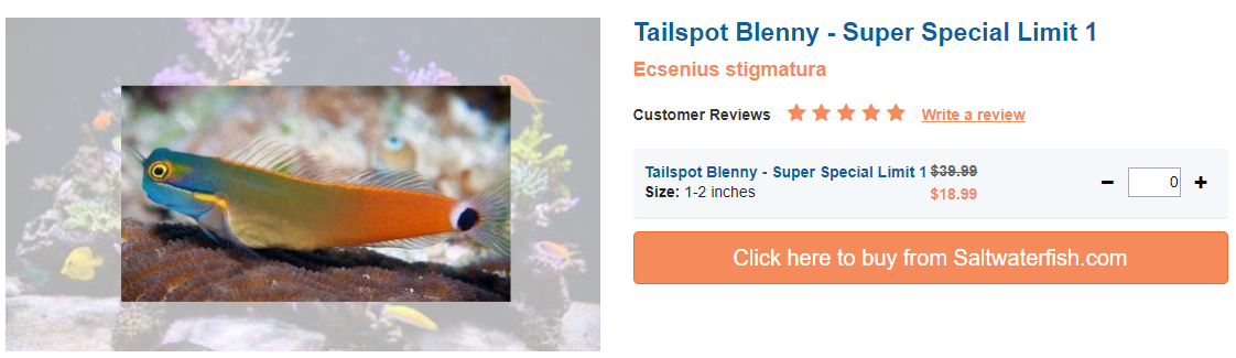 tailspot-blenny-super-special.png