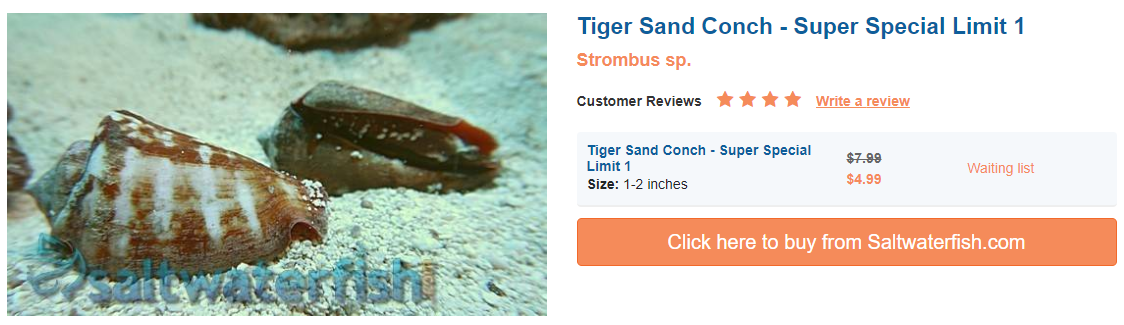 tiger-sand-conch.png